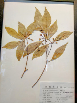 崖花海桐 標(biāo)本 草本裝飾畫(huà)