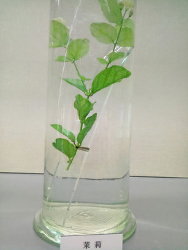 茉莉 標(biāo)本 草本裝飾畫