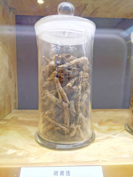 胡黃連 標(biāo)本 草本裝飾畫(huà)