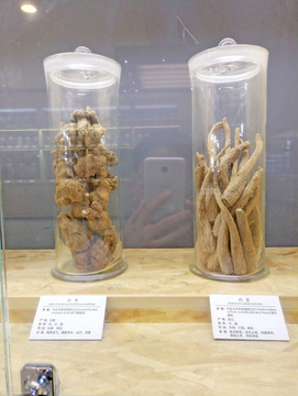 白芨 白術(shù) 中草藥 中藥材 中