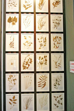 植物標(biāo)本 中藥材標(biāo)本 藝術(shù)墻