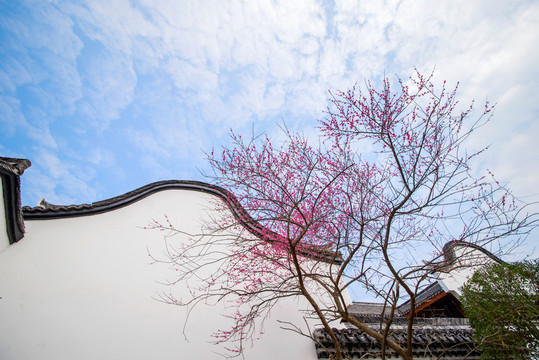梅花