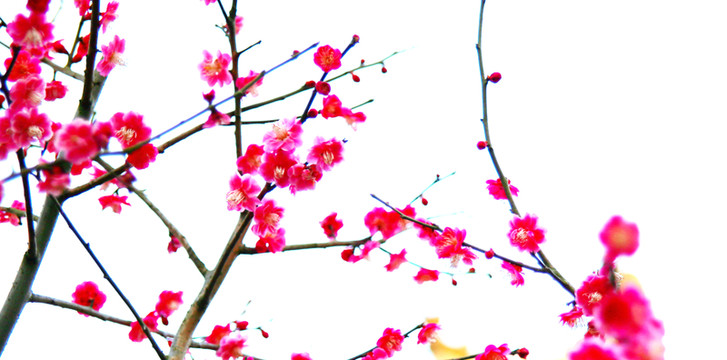 紅梅圖