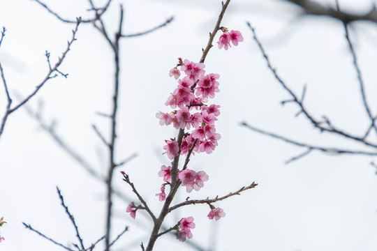桃花