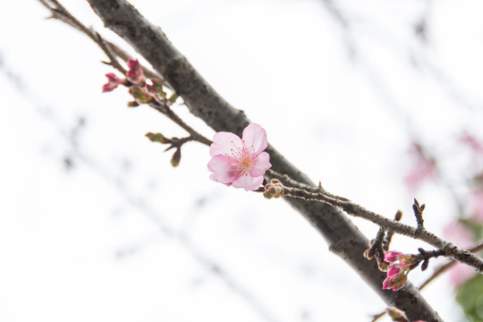 桃花