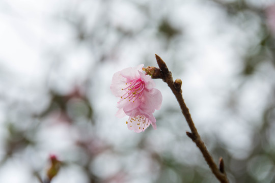 桃花
