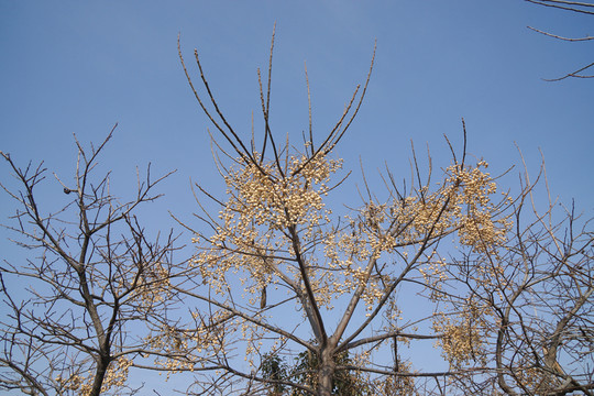 干樹(shù)枝 干果