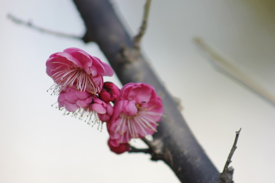 春意盎然
