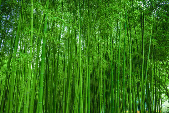 竹林背景 高清竹林