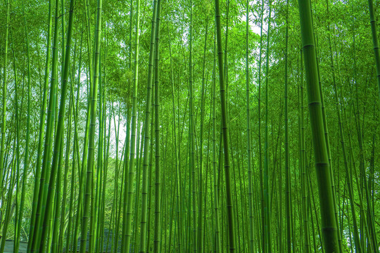 竹子竹林