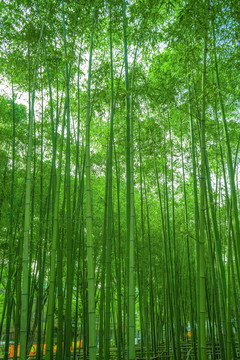 竹子竹林