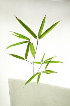 竹葉高清 竹林高清 一枝竹子