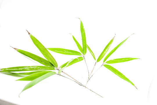 竹葉高清 竹林高清 一枝竹子