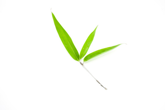 竹葉高清 竹林高清 一枝竹子