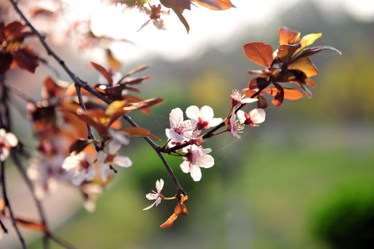 李子花開