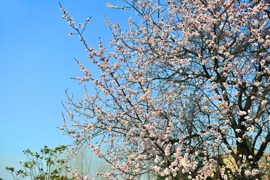 櫻花
