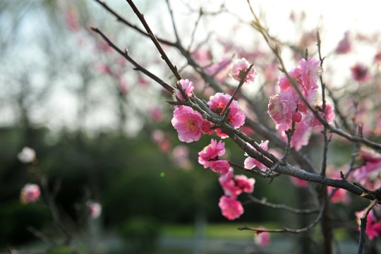 園林綠化 春天
