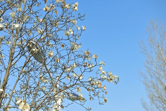 藍天