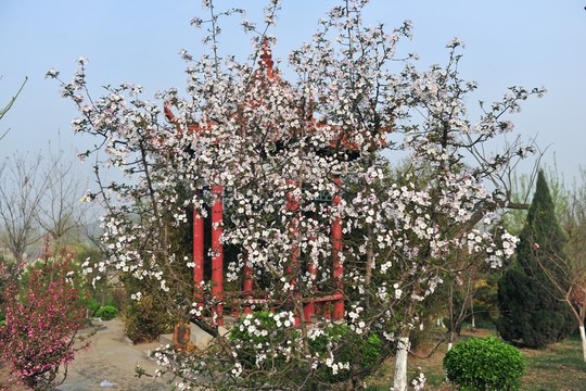 園林樹(shù)木  景觀樹(shù)