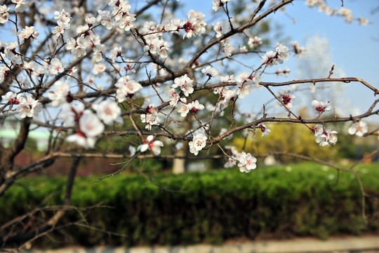 春天公園
