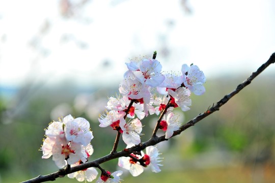花兒朵朵開