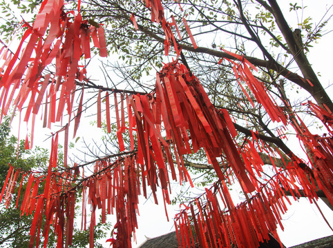 許愿樹(shù)