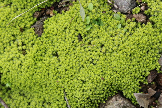 苔蘚