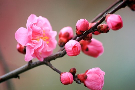 梅花