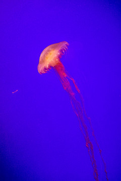 水母 海底世界