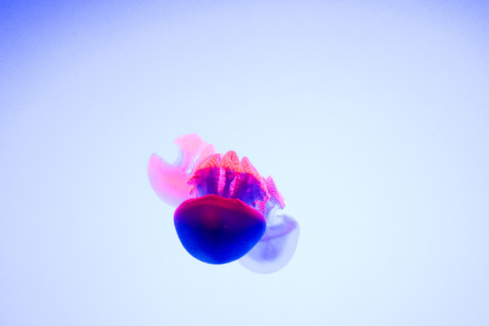 水母 海底世界