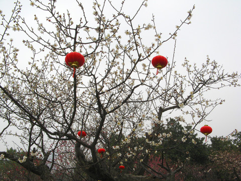 梅花