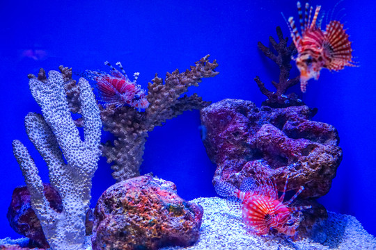 魚缸背景圖 珊瑚 魚缸造景