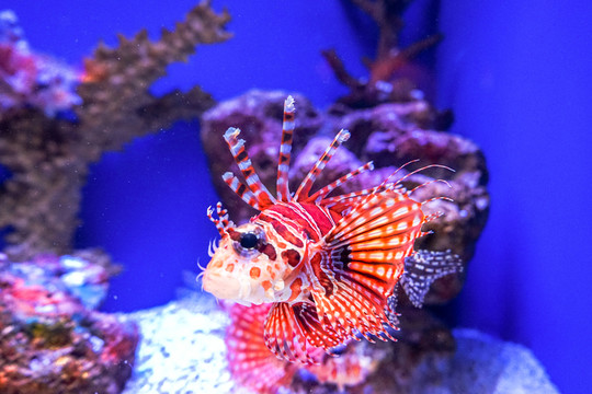 獅子魚(yú) 海底世界