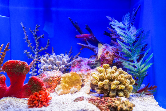 魚缸背景圖 珊瑚 魚缸造景