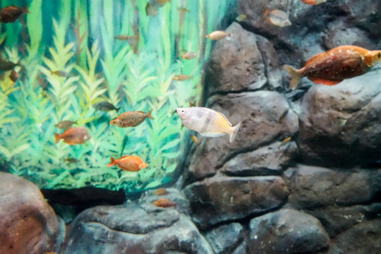 深海魚群 海底魚群 海底世界
