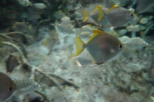 深海魚群 海底魚群 海底世界