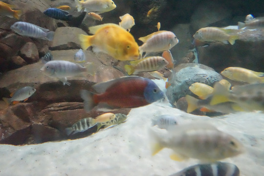 深海魚群 海底世界