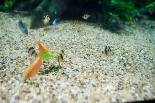 深海魚群 海底世界