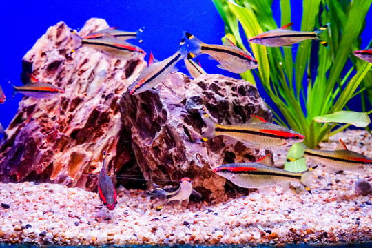 魚缸造景 水族箱背景