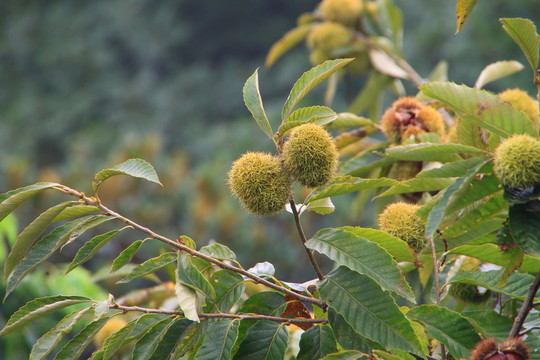 板栗