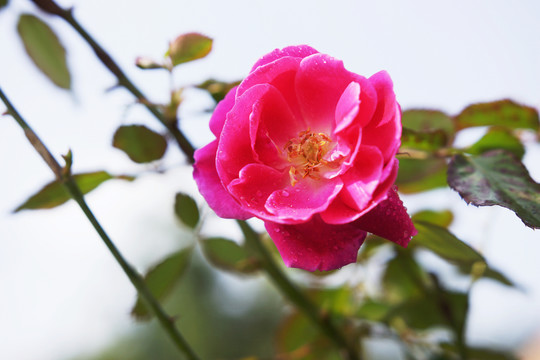 花卉
