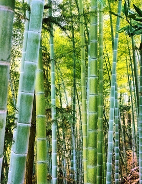 翠竹林