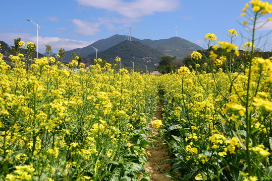 油菜花