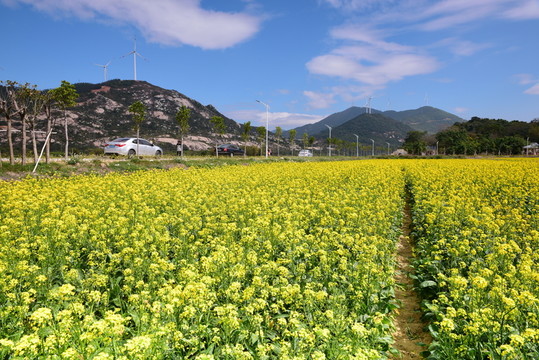油菜花