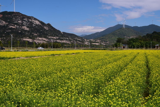 油菜花