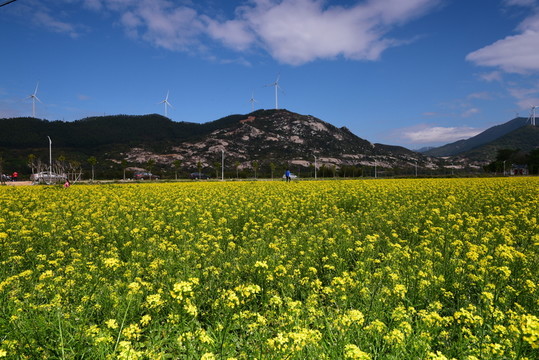 油菜花