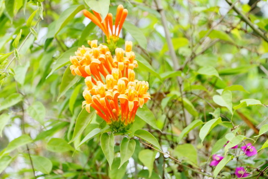 炮杖花