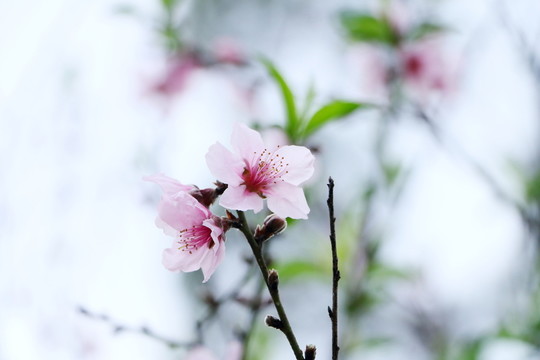碧桃