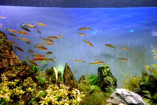 水族箱布景
