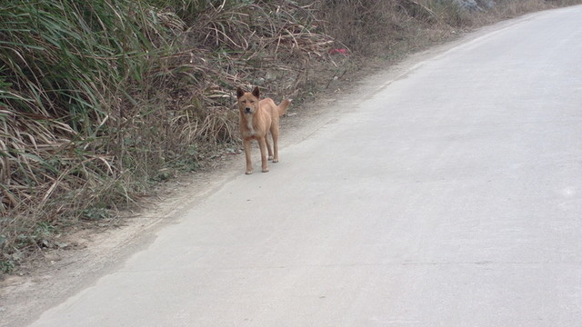 路邊狗狗